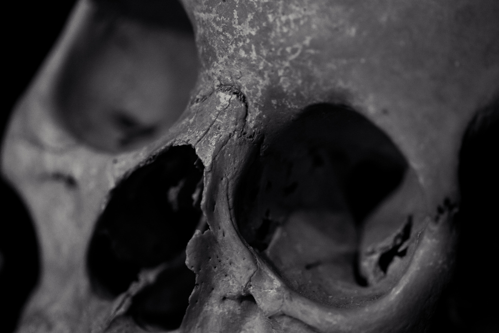 Skull photo by Jeremy Brooks - "Feels Like An Old Friend"